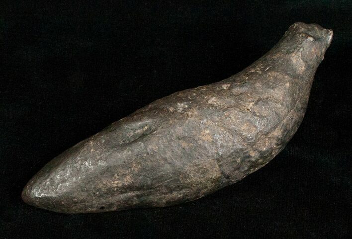 Fossil Sperm Whale Tooth - Georgia #5009